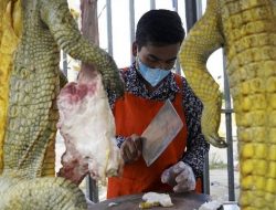 Gantikan Babi, Pemerintah Thailand Dukung Warganya Konsumsi Daging Buaya