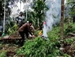 Petugas Gabungan Temukan 6,28 Hektar Ladang Ganja di Aceh