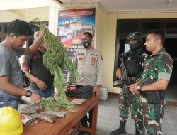 Naluri Tajam Prajurit Yonif 126/KC Berhasil Amankan Kembali Narkotika Jenis Ganja