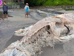 Seekor Bangkai Paus Raksasa Ditemukan Membusuk di Pantai Bali