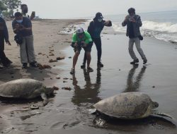 Balai Konservasi Bali kembali Gagalkan Penyelundupan Penyu di Jembrana