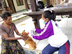 Kasus Gigitan Anjing Rabies di Bali Alami Lonjatan Drastis