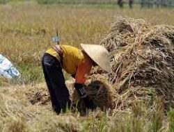 Bupati Jembrana Serahkan Dana Talangan ke KUD untuk Beli Gabah Petani