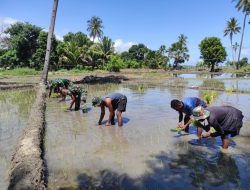 Dukung Ketahanan Pangan di Perbatasan, Prajurit Satgas Yonif 743/PSY Bantu Masyarakat Tanam Padi