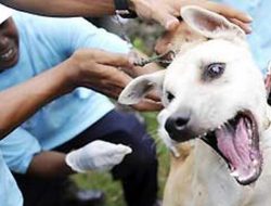 23 Desa di Bangli Masuk Zona Merah Virus Rabies