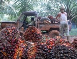 Mulai 28 April 2022 Pemerintah Tak Lagi Expsor Bahan Baku Minyak Goreng