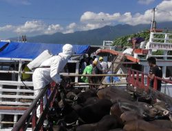 Tanpa Lewati Zona Wabah PMK, Sapi Bali Bersiap Menuju Jakarta