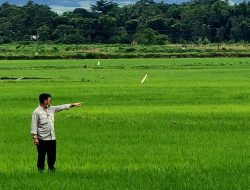 Jadi Lumbung Pangan Baru, Kementerian PUPR Kembangkan Foot Estate di Belu NTT