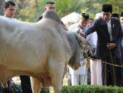 Jokowi Beli Sapi Seberat 1,3 Ton untuk Kurban Idul Adha Tahun Ini