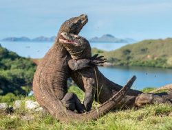 Tarif Lama Masuk Pulau Komodo Masih Berlaku Hingga Akhir Tahun