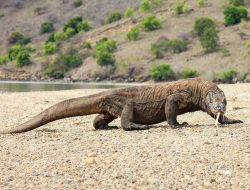 DPR RI Desak Pemerintah Kaji Ulang Kenaikan Tarif Masuk Pulau Komodo