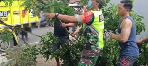 Gerak Cepat Babinsa Perean Kodim Tabanan Babtu Evakuasi Pohon Tumbang.