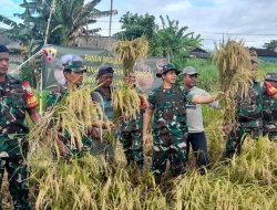 Gelar Panen Bersama, Letkol Armen Turun Sawah