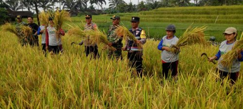 Mensukseskan Ketahanan Pangan Danramil Penebel Bersama Masyarakat Panen Padi Arumba