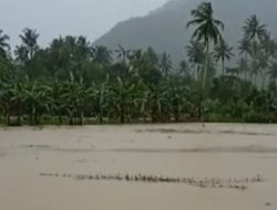 40 Hektare Tanaman Padi di Pandeglang Gagal Panen Akibat Terendam Banjir Selama 4 Hari