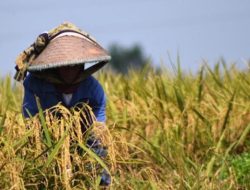 DPR RI Minta Bulog Serap Beras Petani Saat Panen Raya Maret Mendatang Secara Maksimal