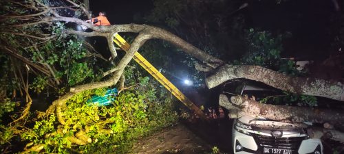 Pohon Tumbang Timpa Mobil, Koramil Dan Instansi Terkait Di Nusa Penida Bergerak Cepat