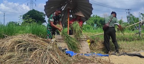 Hadir Dan Menyatu, Pelda Winaya Bantu Warga Binaan Panen Padi