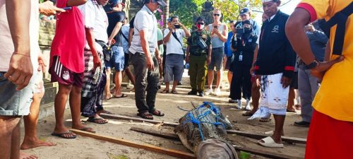 Babinsa Kodim 1611/Badung Turut Serta Dalam Penangkapan Buaya Yang Terdampar.