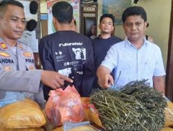 Simpan Ganja Puluhan Kilogram di Perpustakaan, Penjaga Sekolah Ditangkap Polisi