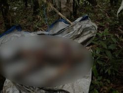 Seminggu Tak Pulang, Perempuan Ini Ditemukan Tergantung di Pohon Karet dengan Kondisi Membusuk