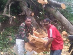 Aksi Gerak Cepat Babinsa Aimere Bersama Masyarakat Bersihkan Pohon Tumbang