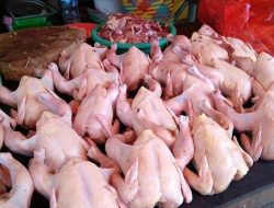 Harga Daging Ayam di Surabaya Merangkak Naik  Jelang Ramadhan