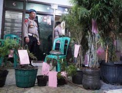 Tanam Ganja di Atap Rumah, Pria di Cengkareng Dibekuk Polisi