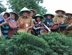 Panen Cabe 3 Ton, Dr. Nurdin: Perkuat Ketahanan Pangan dan Pengendalian Inflasi