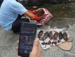 Redaksi Tempo Kembali Diteror dengan Kiriman Bangkai Tikus